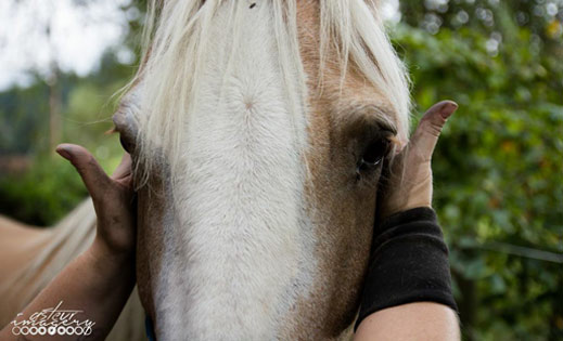 A horses head, gently cupped by human hands